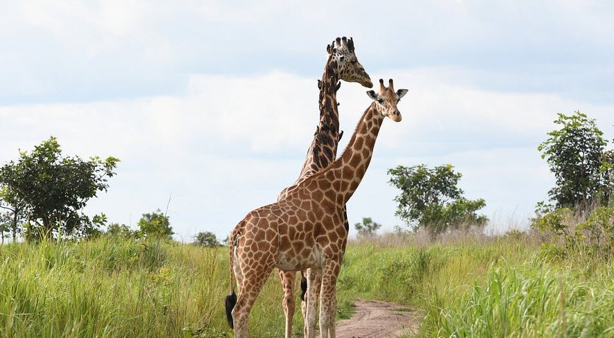 Garamba National Park, Haut-Uele Province, DR Congo